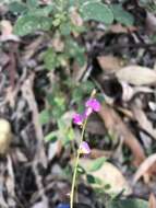 Image of Desmodium rhytidophyllum Benth.