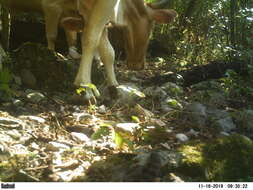 Image of Cow