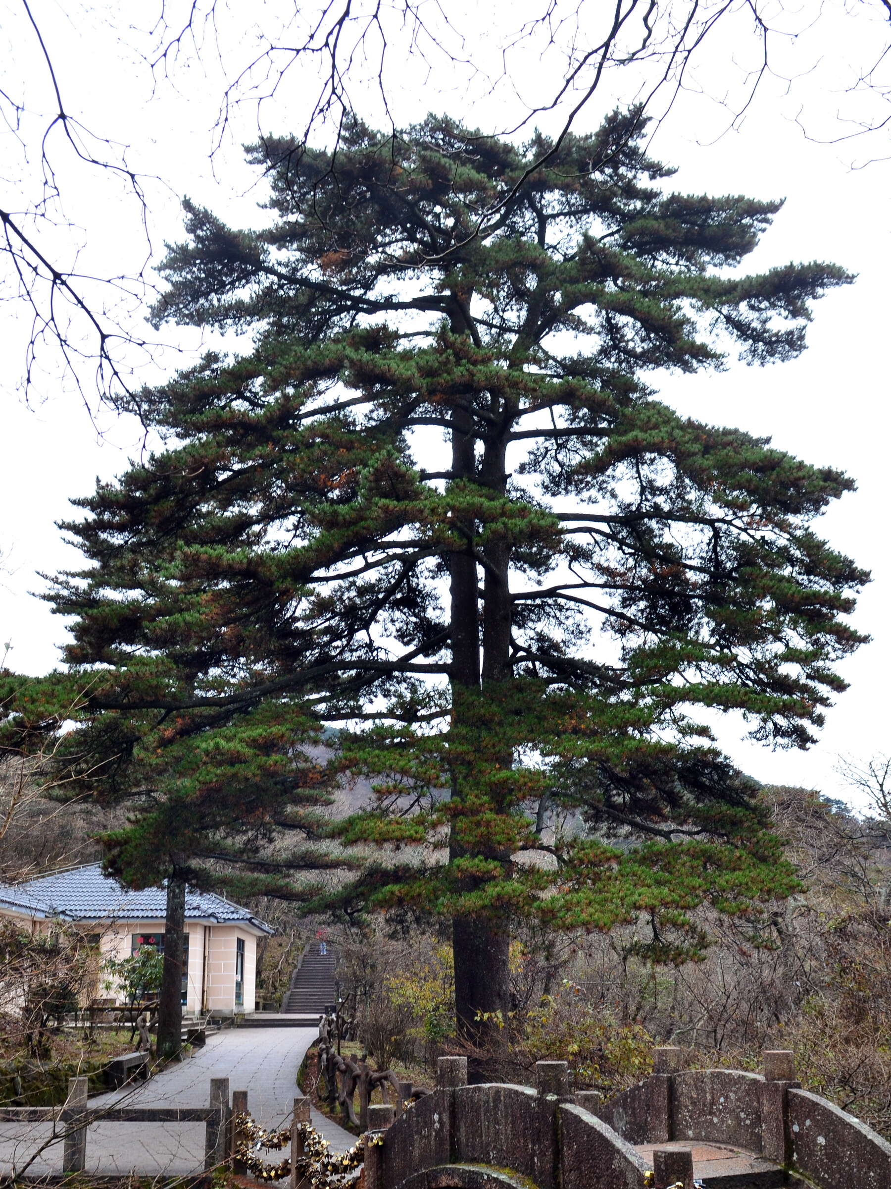 Image of Huangshan Pine