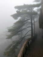 Image of Huangshan Pine