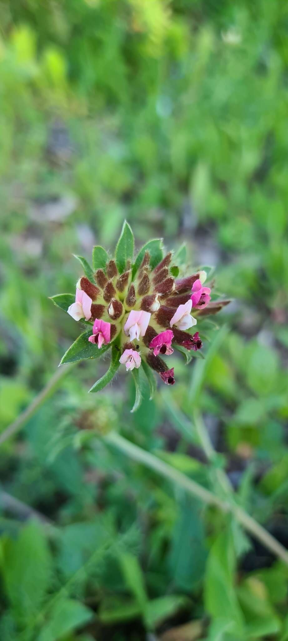 Image of Anthyllis vulneraria subsp. maura (Beck) Maire