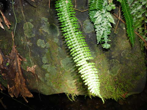 Image of Thylacopteris papillosa (Bl.) Kunze ex J. Sm.