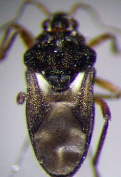 Image of Hebrus pilipes Kanyukova 1997