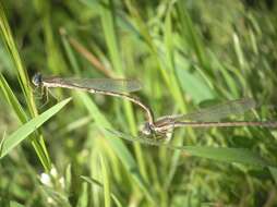 Image of Common Winter Damsel