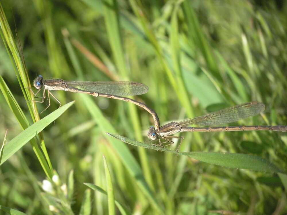 Image of Common Winter Damsel