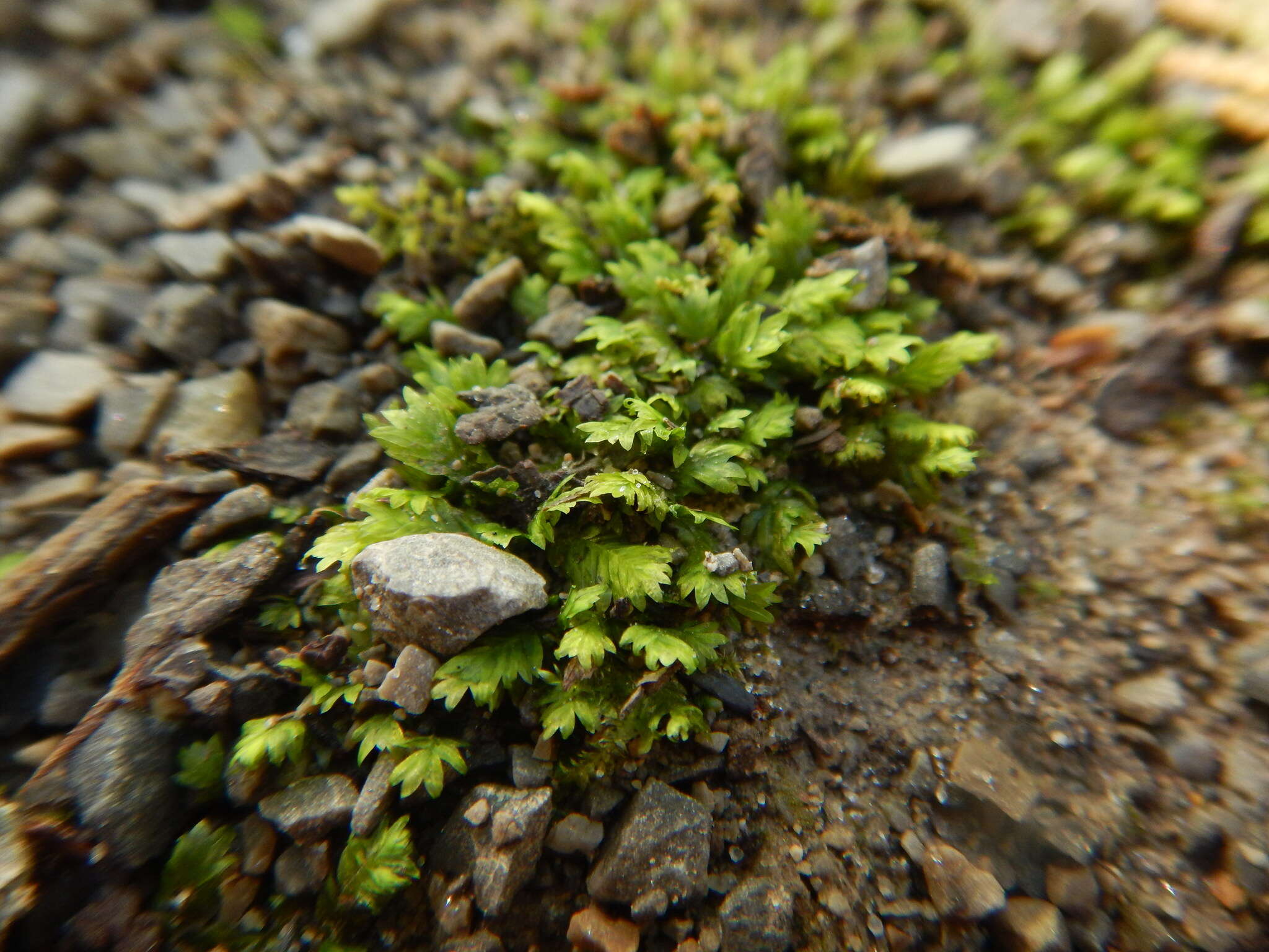 Image of fissidens moss