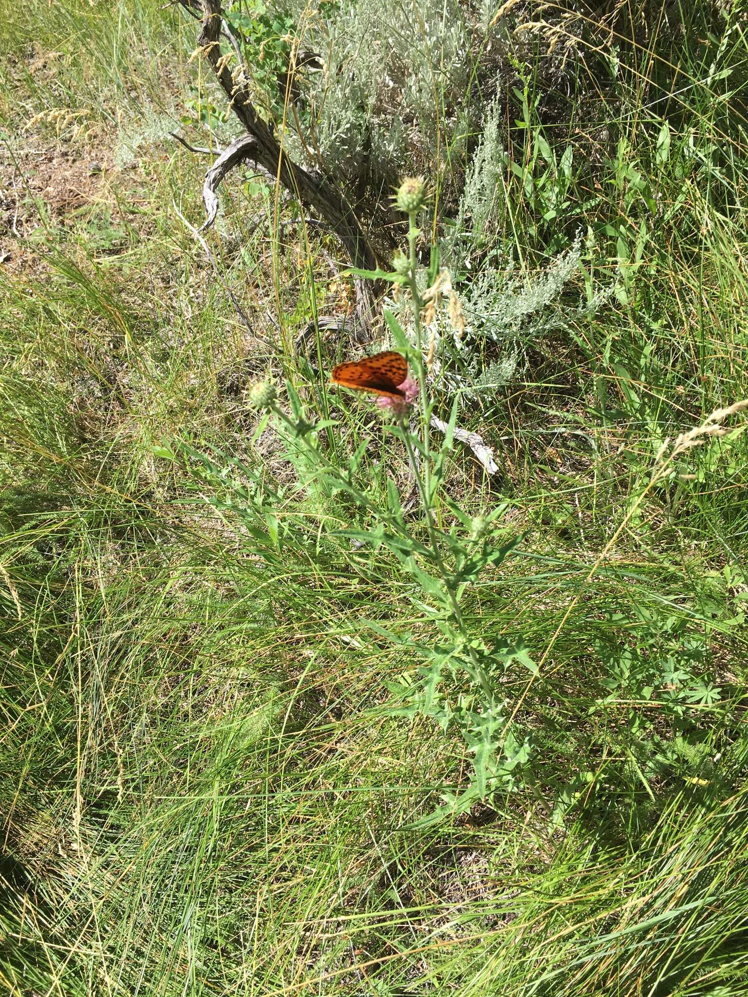 Image of Speyeria nokomis apacheana Skinner 1918