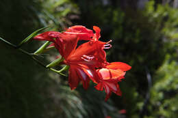 Imagem de Gladiolus cardinalis Curtis