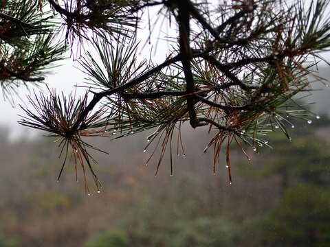 Image of Huangshan Pine