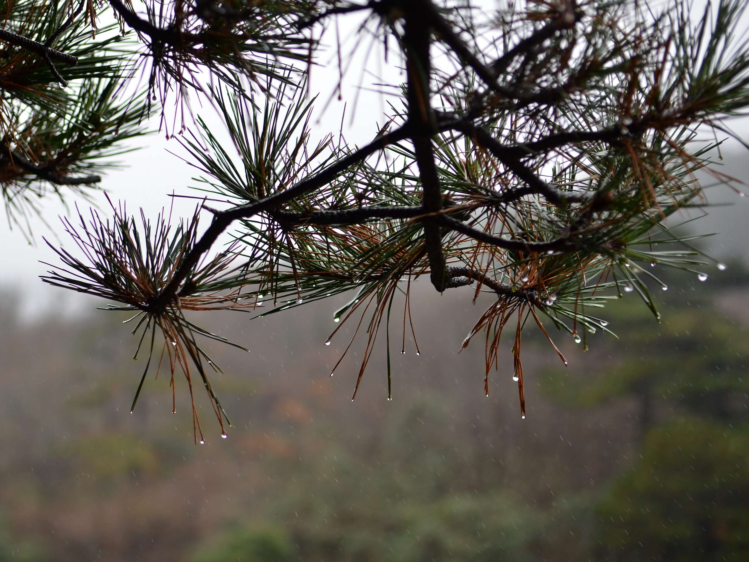 Image of Huangshan Pine