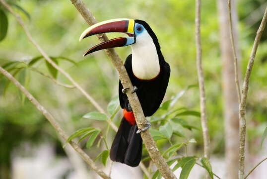 Image of Red-billed Toucan