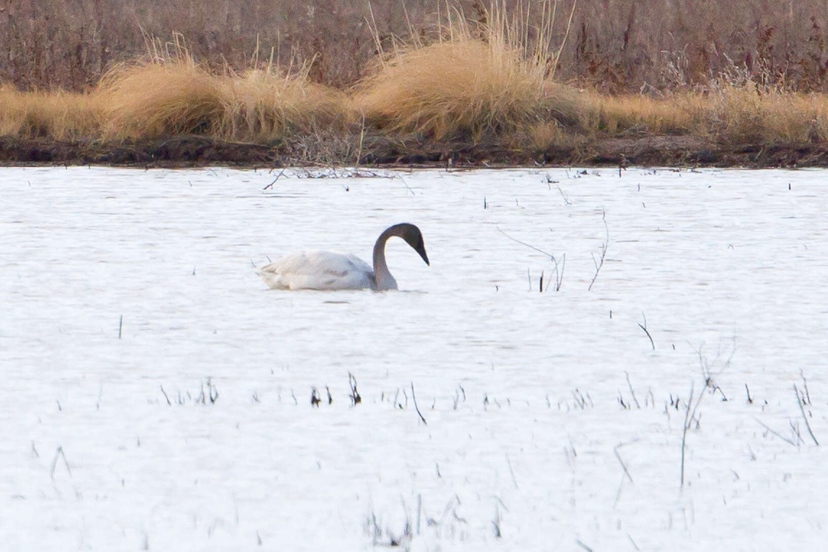 Image de Cygne siffleur