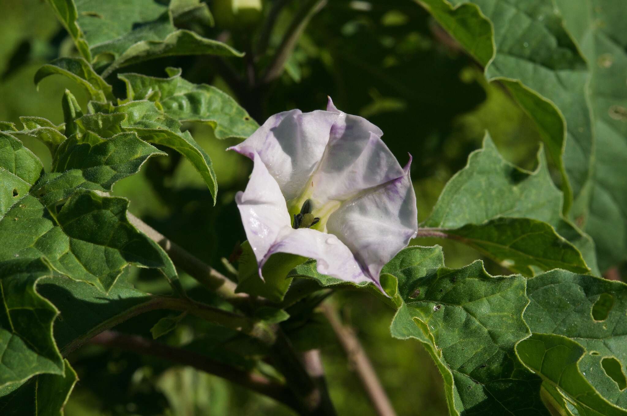 Image of Chinese thorn-apple