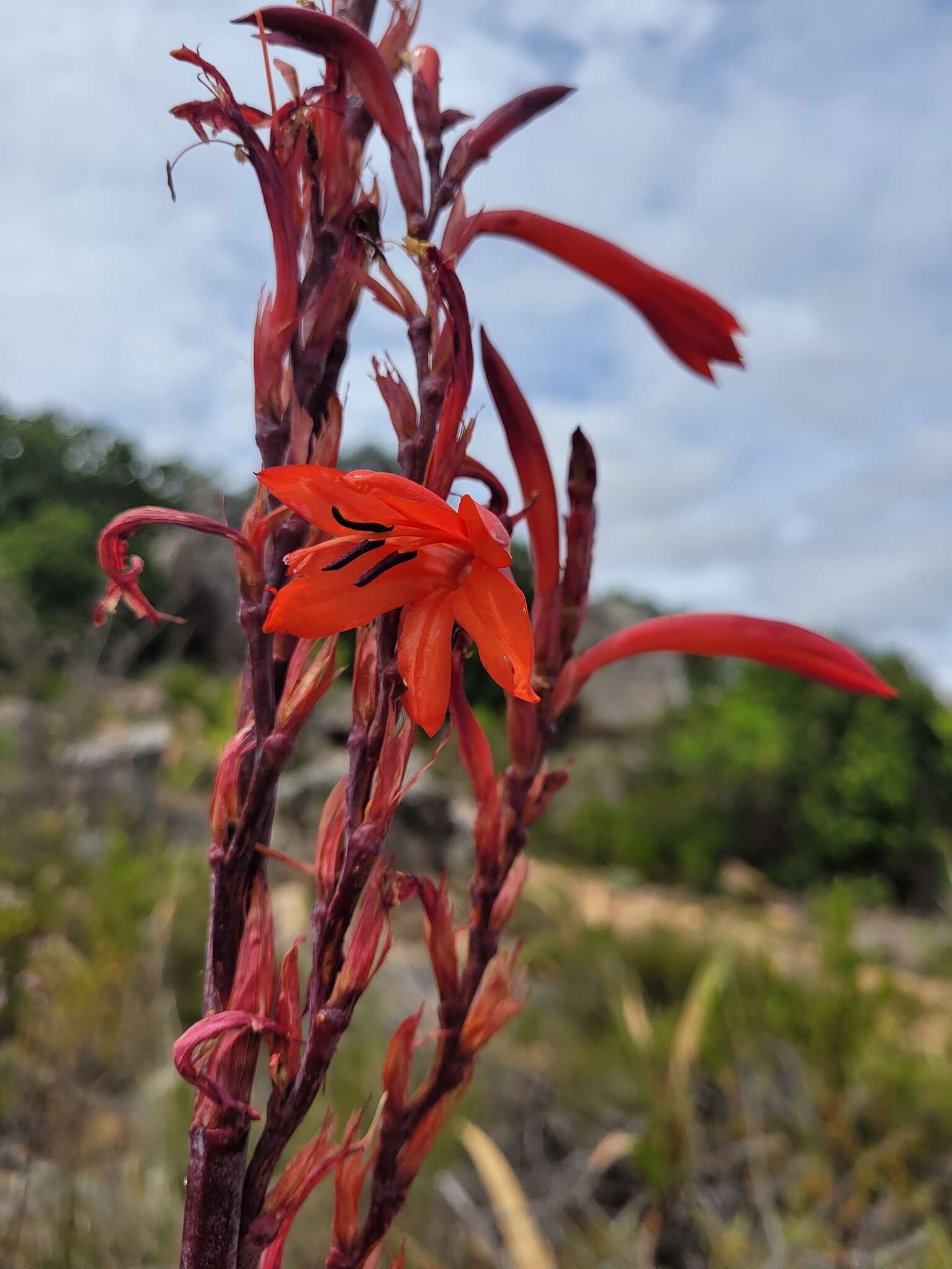 Imagem de Watsonia vanderspuyae L. Bolus