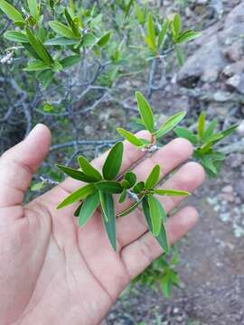 Imagem de Pleradenophora bilocularis (S. Watson) Esser & A. L. Melo