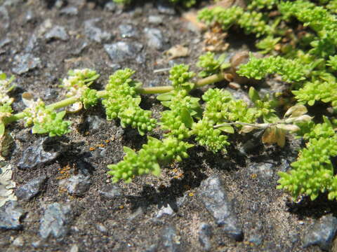 Image of smooth rupturewort