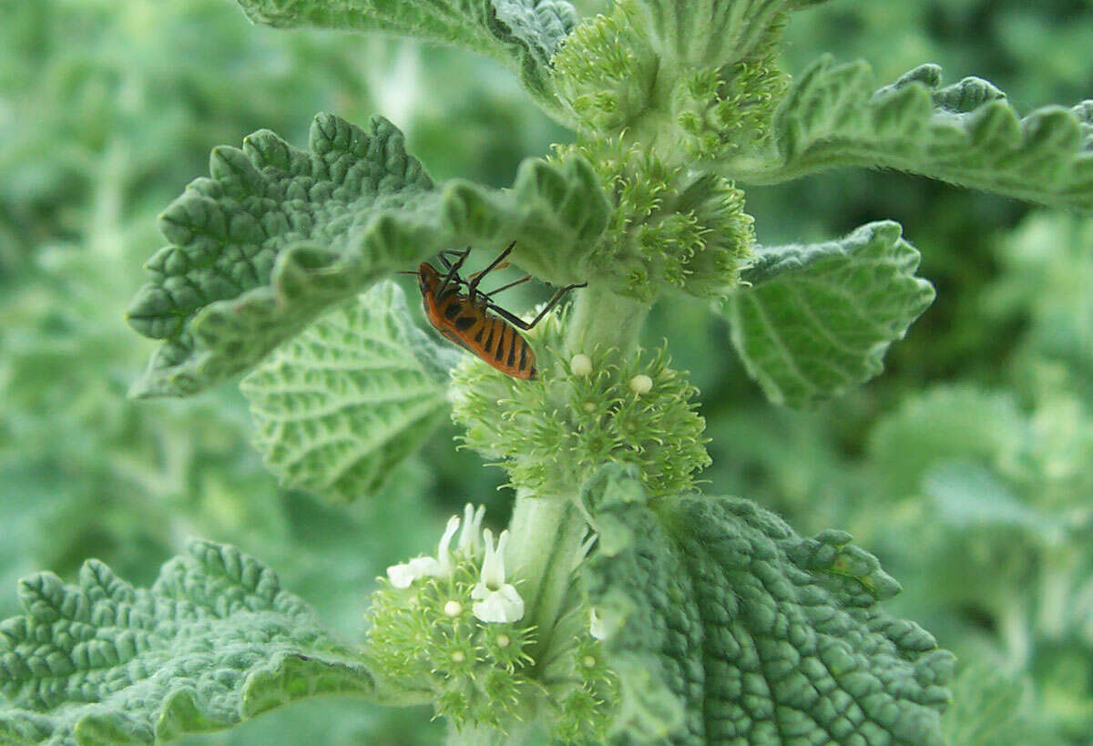 Image of Agonoscelis rutila