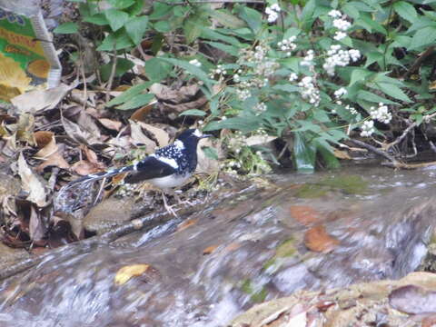 Image of Spotted Forktail