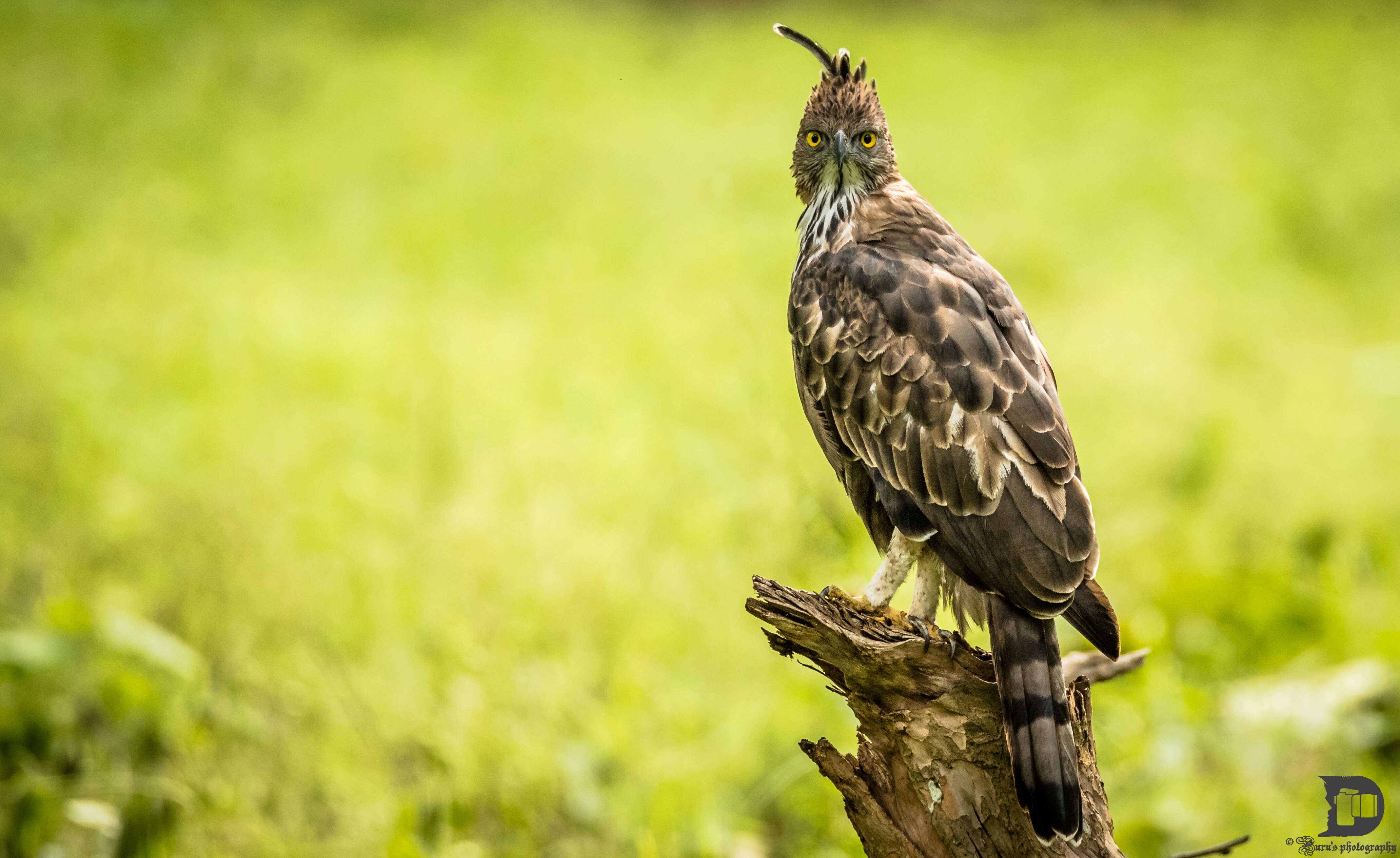 Nisaetus cirrhatus (Gmelin & JF 1788) resmi