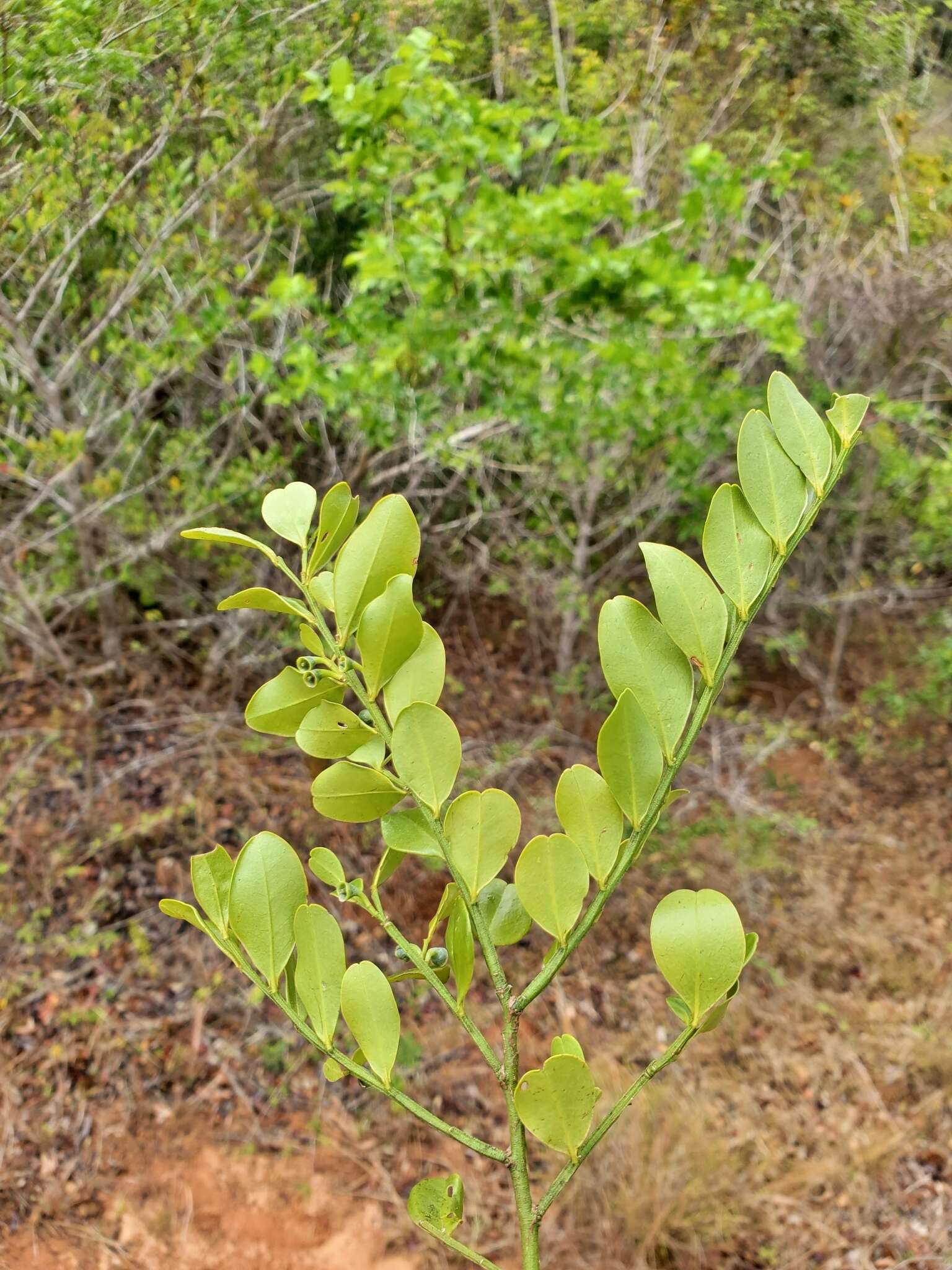 Image of Olax antsiranensis Z. S. Rogers, Malecot & Sikes