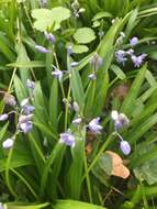 Image of Scilla bithynica Boiss.