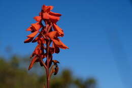 Image de Disa cardinalis H. P. Linder