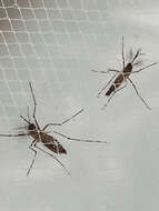 Image of Dengue fever mosquito