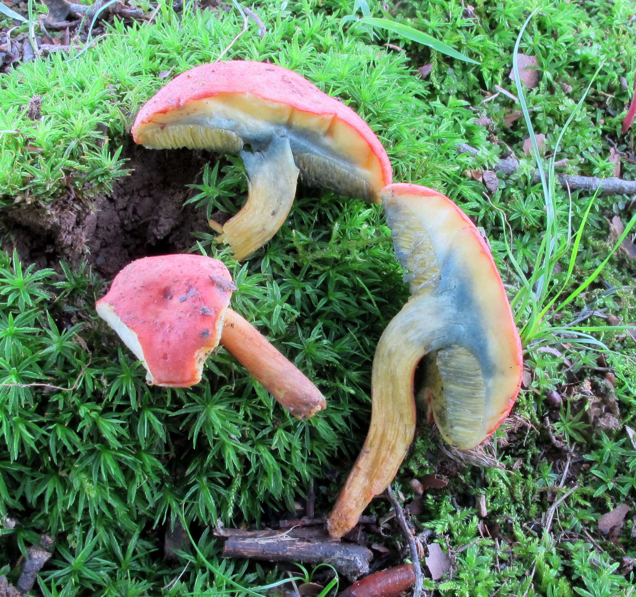 Image of <i>Boletus subfraternus</i>