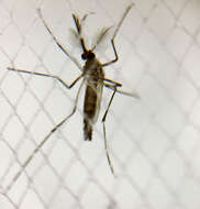 Imagem de Aedes aegypti (Linnaeus 1762)