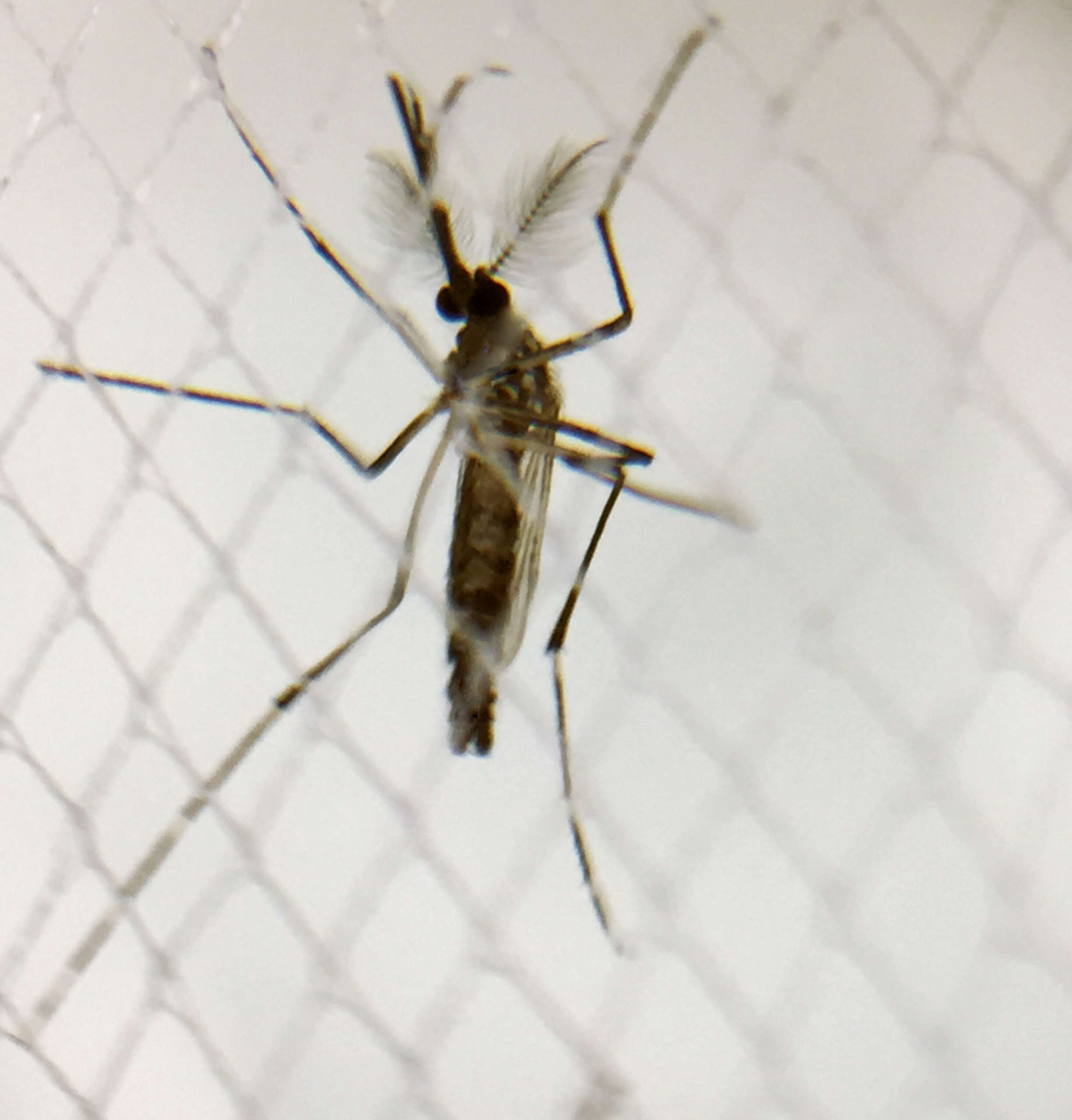 Image of Dengue fever mosquito