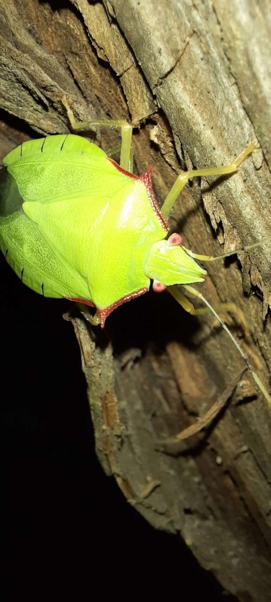 Image of Chlorocoris (Chlorocoris) distinctus Signoret 1851