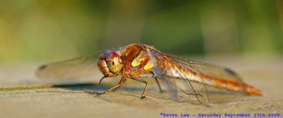 Image of Common Darter