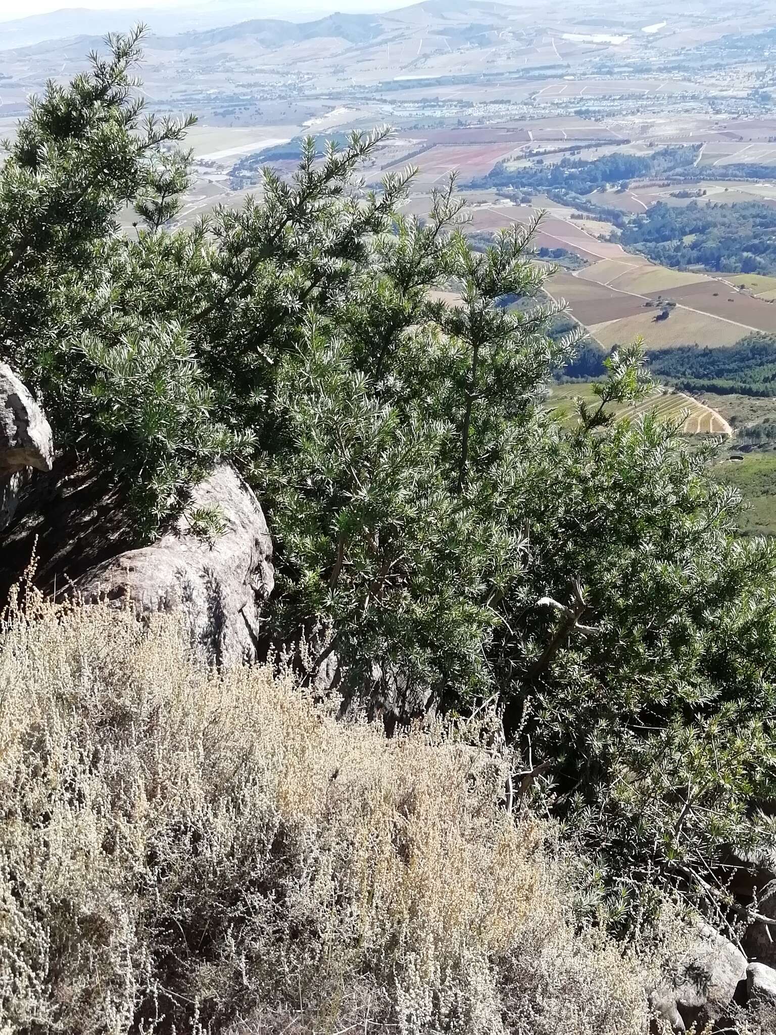 Image of Breede River Yellowwood