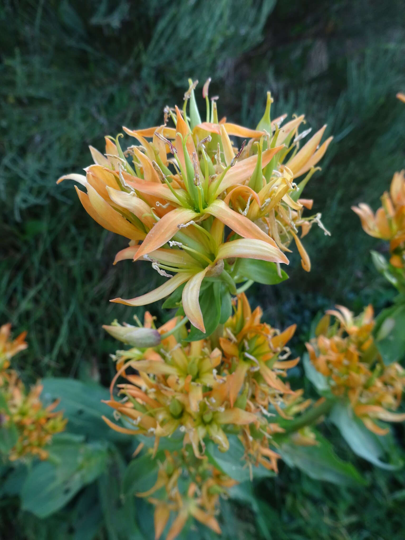 Image of Gentiana lutea subsp. aurantiaca M. Laínz