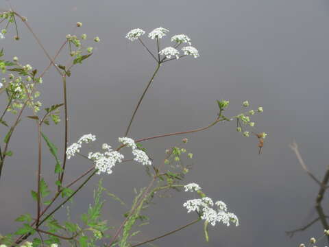 Image of rough chervil