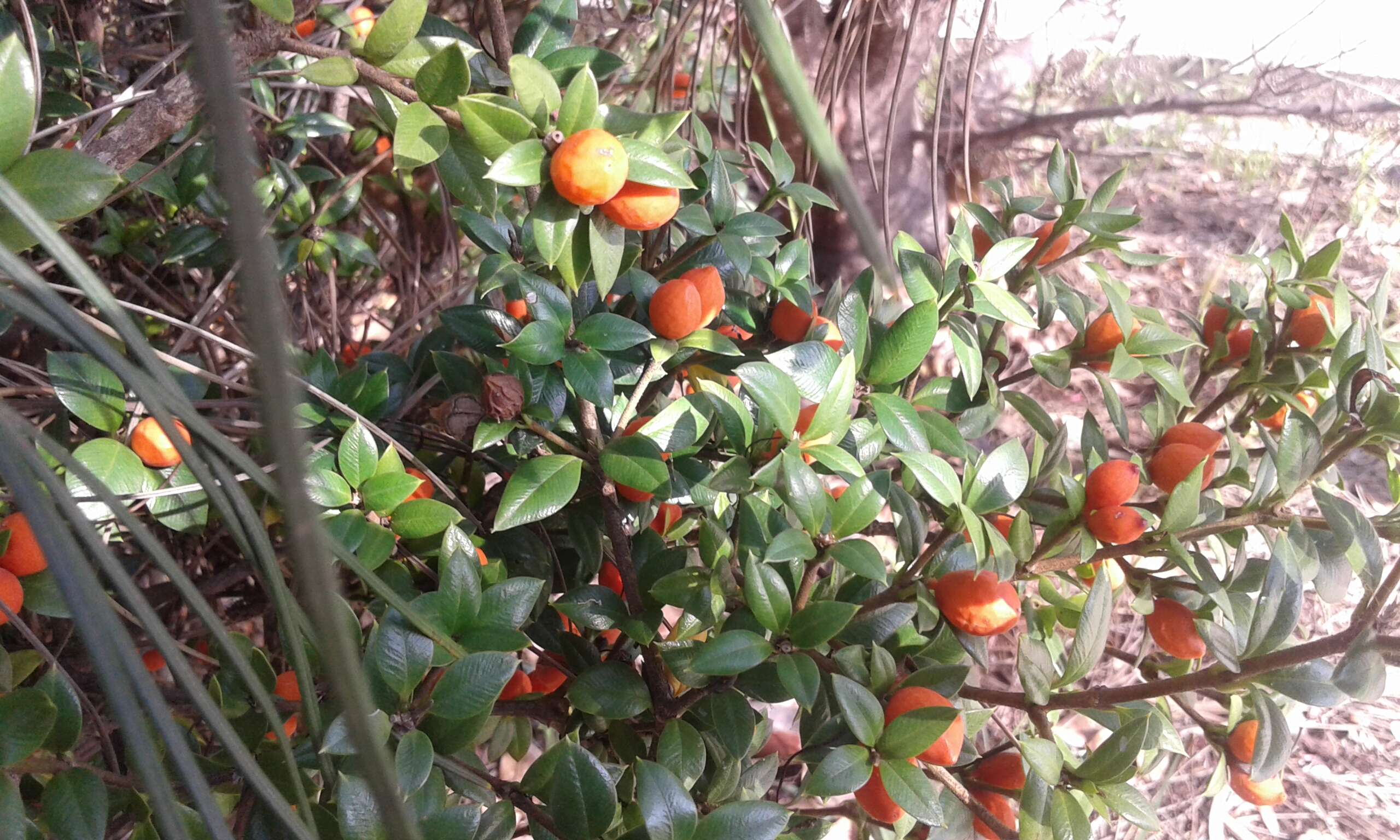 Image of Alyxia ruscifolia R. Br.