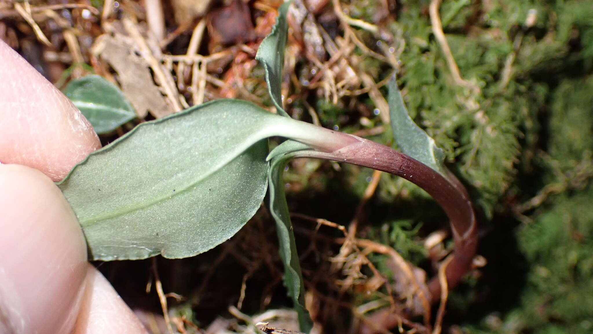 Слика од Goodyera similis Blume