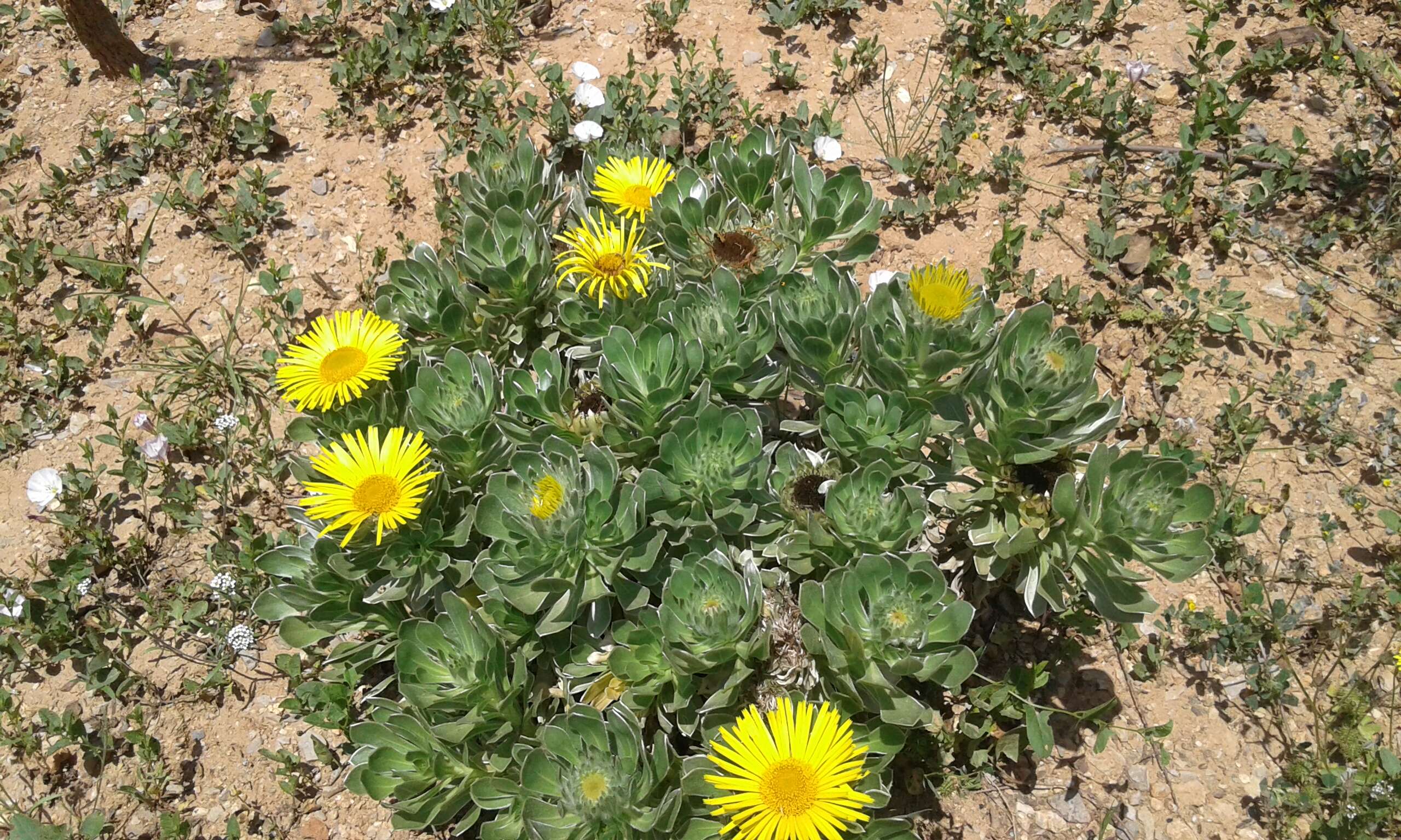 Image of Asteriscus sericeus (L. fil.) DC.