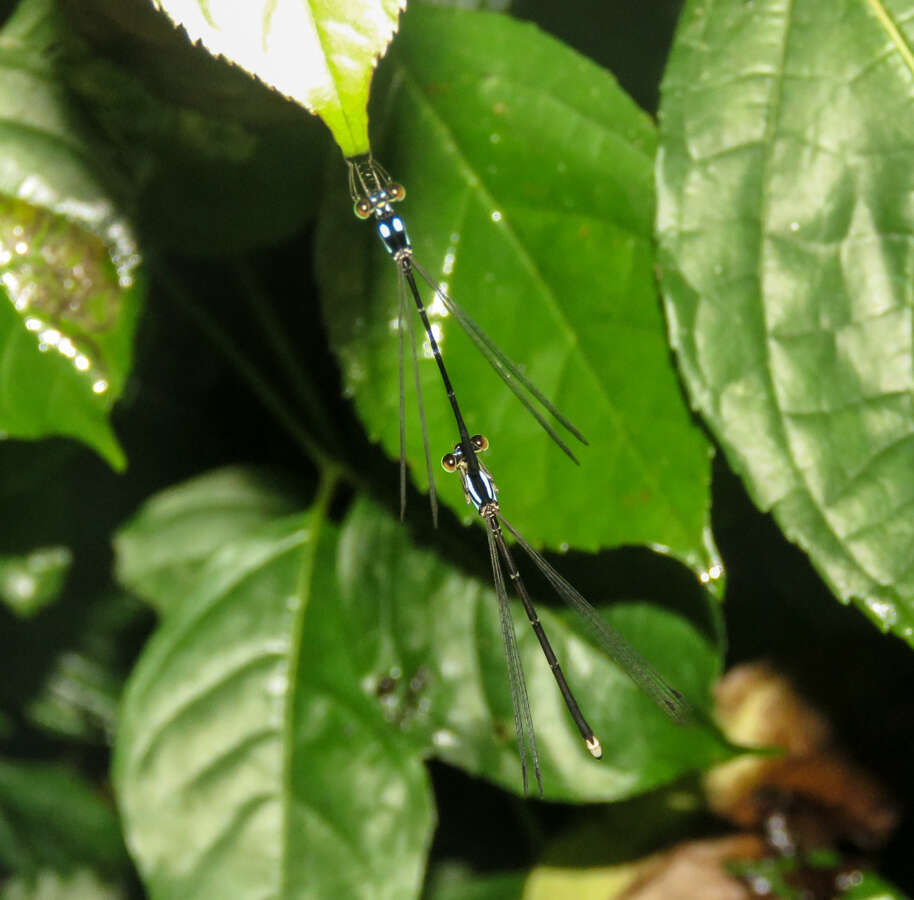 Imagem de Coeliccia bimaculata Laidlaw 1914