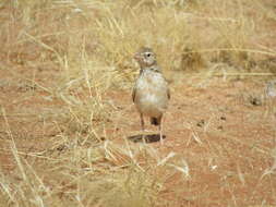 Image of Stark's Lark