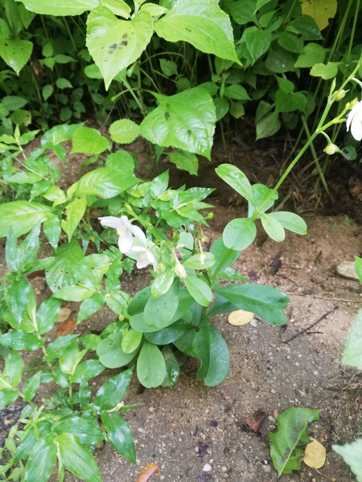 Image of Ceylon spinach