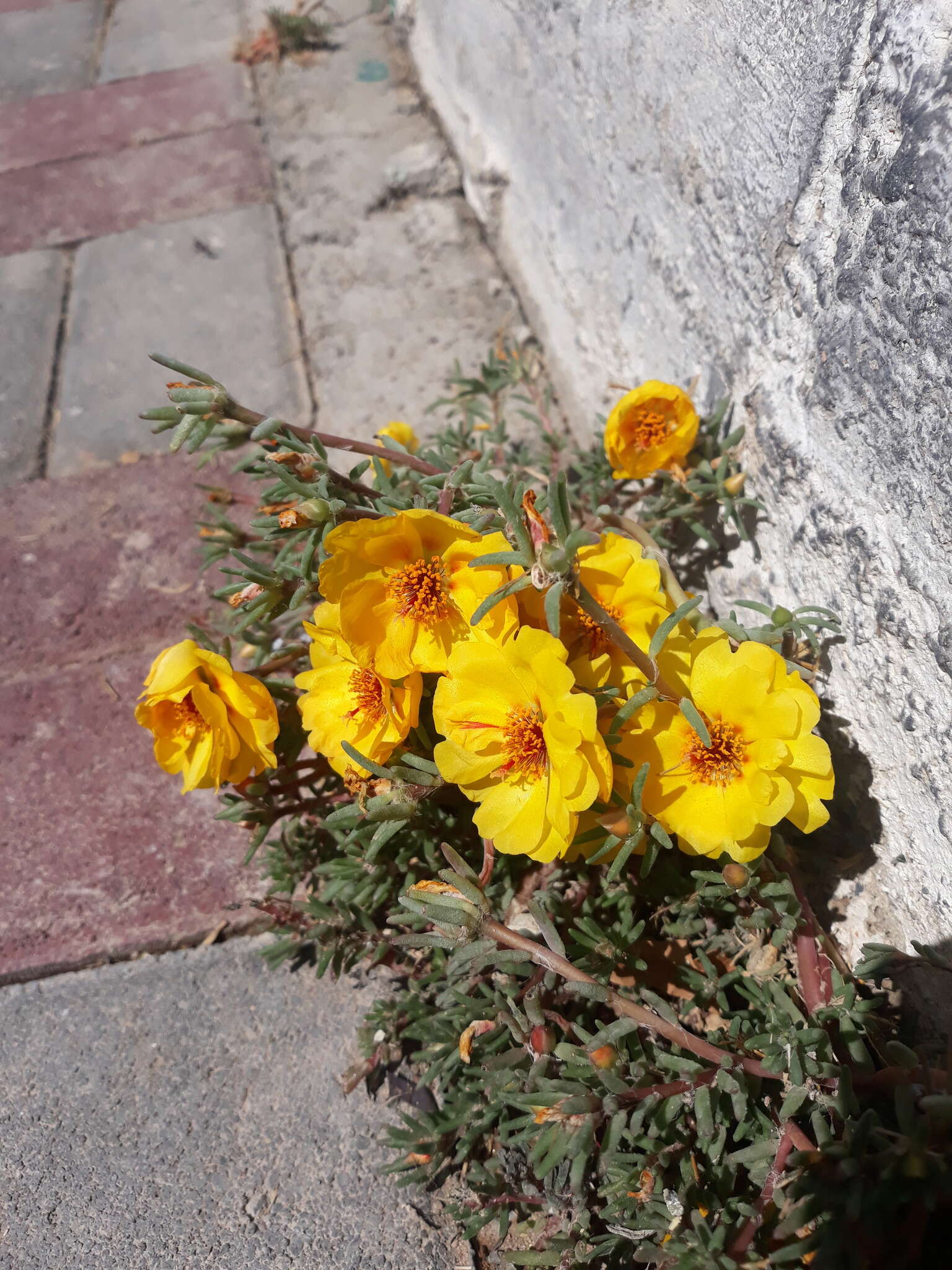 Image of Moss-rose Purslane