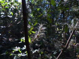 Strobilanthes integrifolius (Dalz.) Kuntze resmi