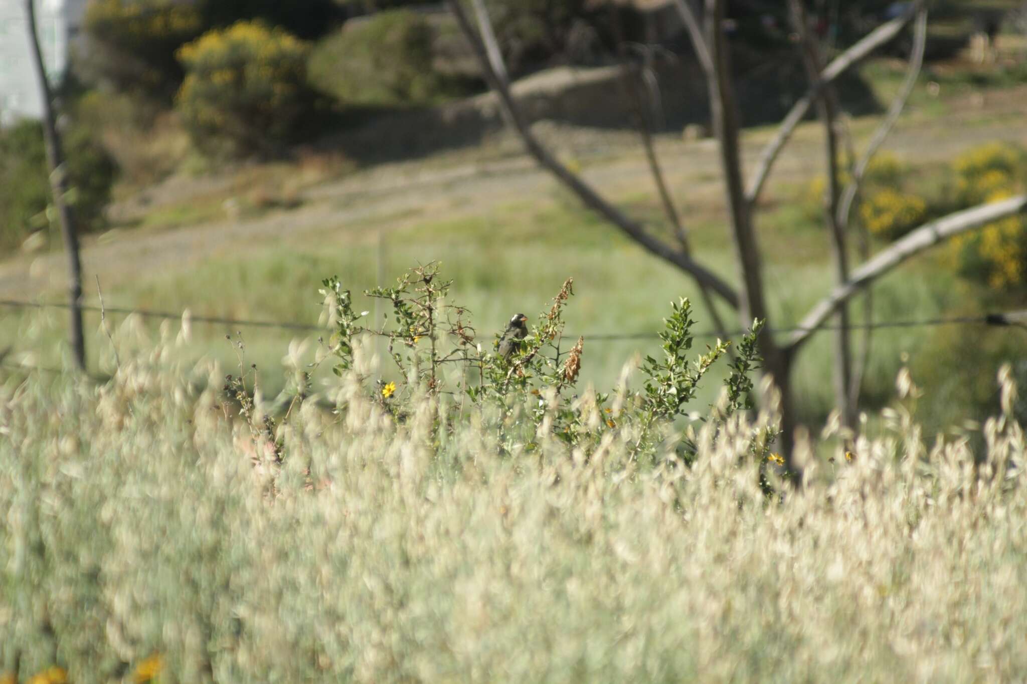 Image of Golden-billed Saltator