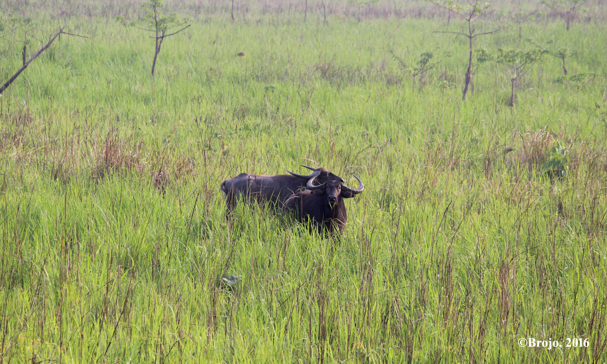 Image of Asian Buffalo