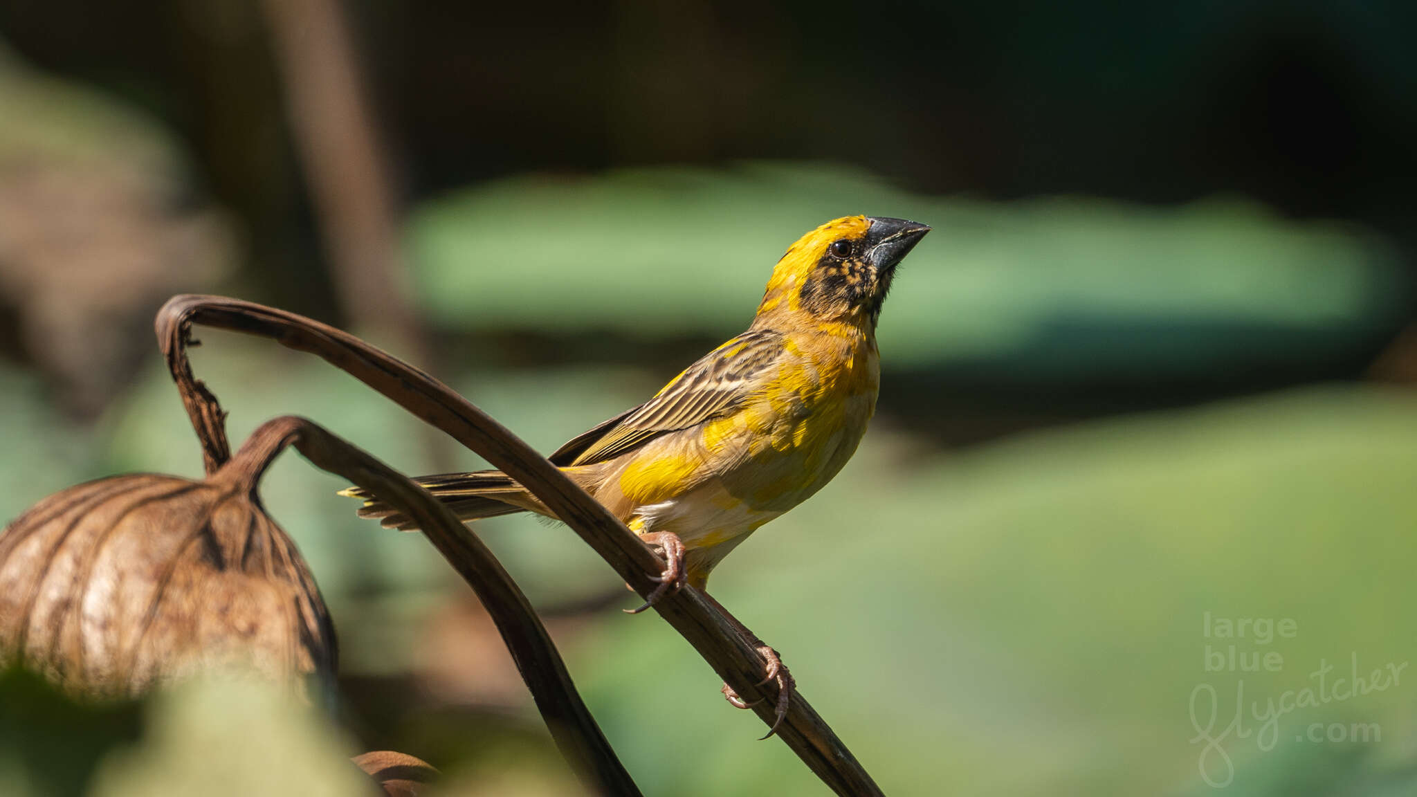 Image of Asian Golden Weaver