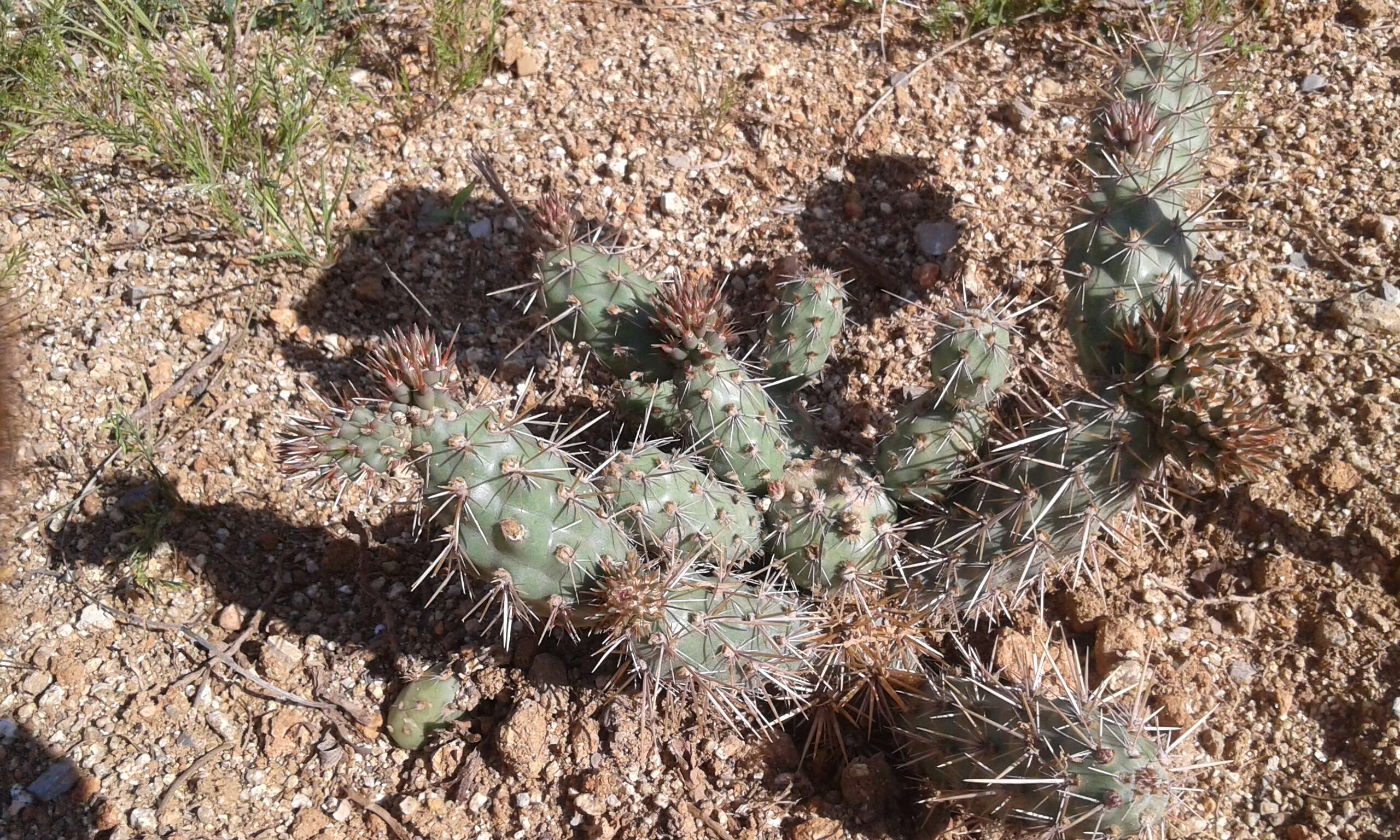 Image of coastal cholla