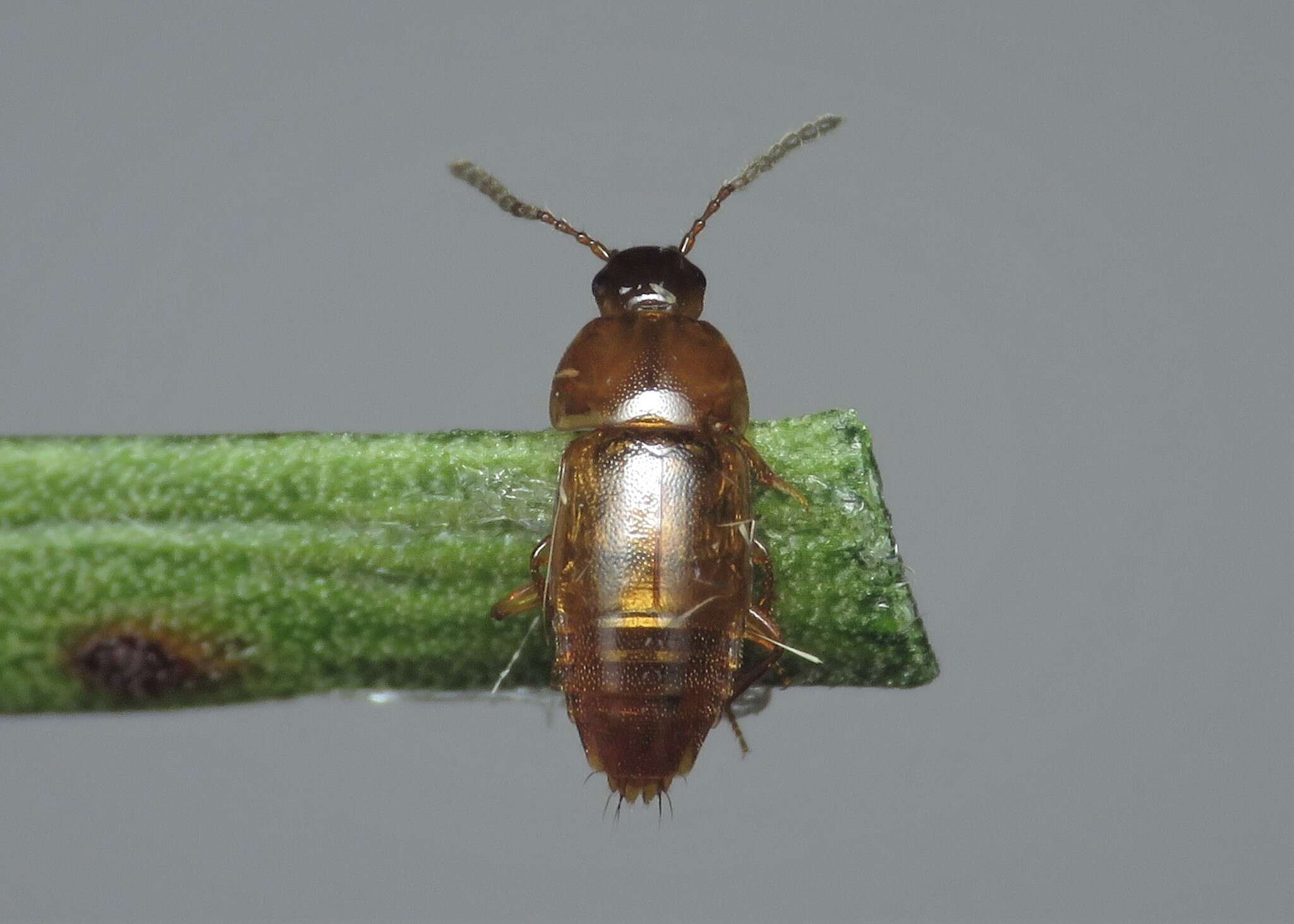 Imagem de Tachinus (Tachinus) corticinus Gravenhorst 1802