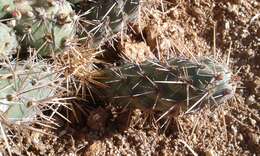 Image de Cylindropuntia prolifera (Engelm.) F. M. Knuth