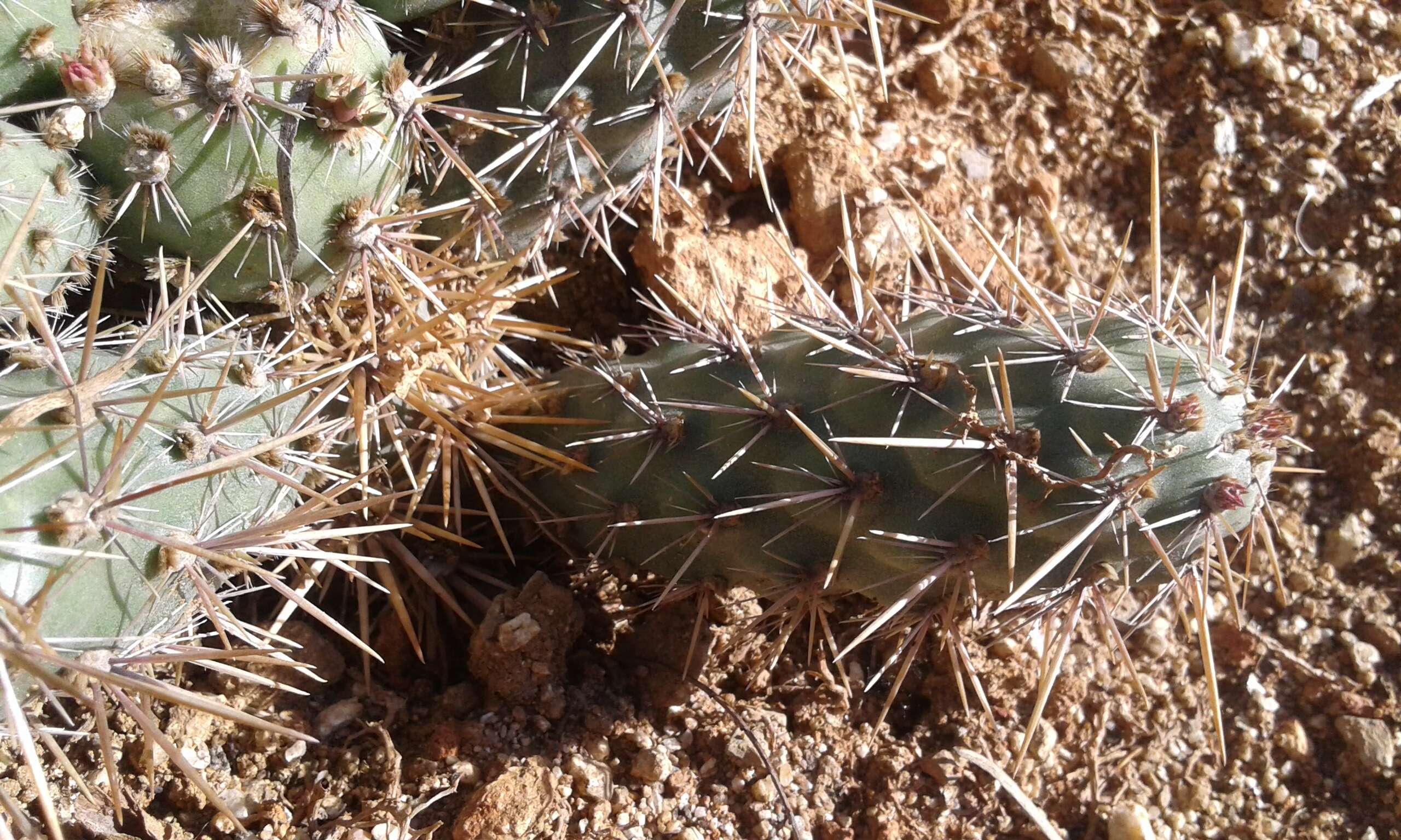 Image of coastal cholla